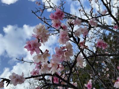 沖縄では桜が咲いていました