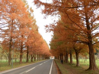 メタセコイア 秋の紅葉（赤褐色の紅葉）