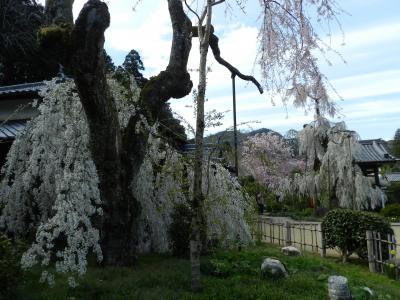 室生 宇陀 枝垂れ桜 に関する旅行記 ブログ フォートラベル 奈良県