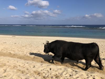 JALパックで徳之島週末旅行