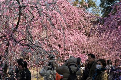 京都観梅の旅