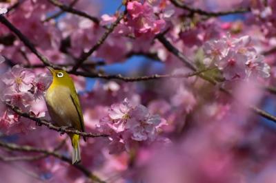 春を彩る花と鳥の競演♪♪