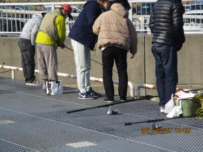 豊浜釣り桟橋２月　ウミタナゴの群れが見えてる