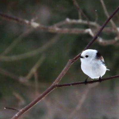 モフモフは正義！シマエナガちゃんを探しにいくよ、再び【苫小牧編】