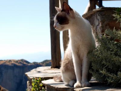 ギリシャの田舎:ドライブ旅行記 ~旅の言葉~