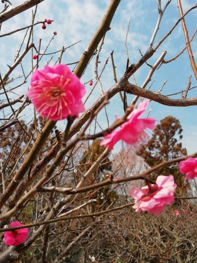 甲東梅林で早めの梅見