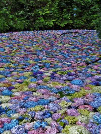 東北地方 紫陽花 に関する旅行記 ブログ フォートラベル