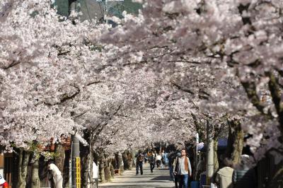 満開のがいせん桜に勝山のれんの町並み、神庭の滝へドライブ一日旅