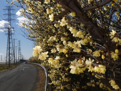 「ロウバイの岸辺」のロウバイ_2021_綺麗に咲き揃っていました（群馬県・伊勢崎市）