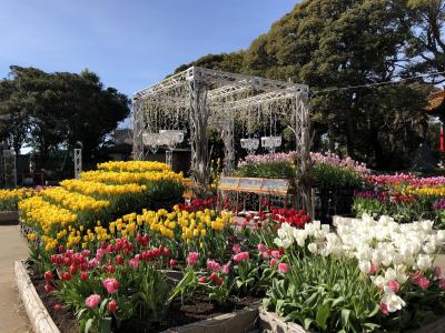 江の島のウィンター・チューリップ