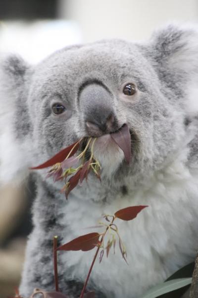 陽気な冬の土日に続けて訪れた埼玉こども動物自然公園（１）女子コアラ全員とレッサーパンダのハナビちゃんみやびちゃんに会えて買い物も楽しんだ土曜