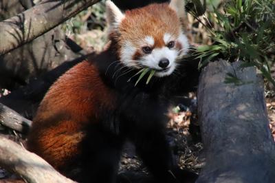 陽気な冬の土日に続けて訪れた埼玉こども動物自然公園（２）レッサーパンダ屋外姉妹・室内双子兄弟＆キリンからなかよしコーナーまで回れた日曜の北園