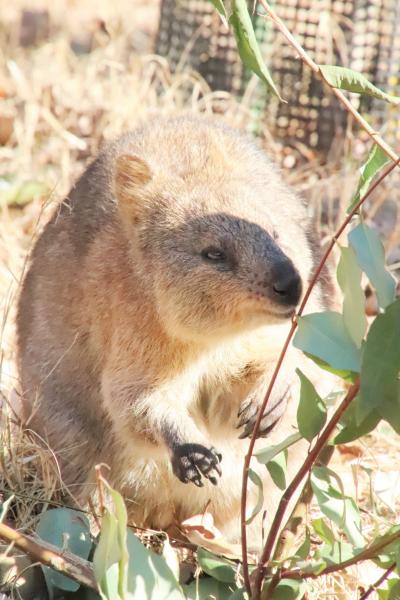 陽気な冬の土日に続けて訪れた埼玉こども動物自然公園（３）コアラもクオッカもゆっくり観覧＆シカとカモシカの谷まで回れた日曜の東園と中央エリア