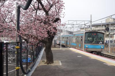 20210212-2 京都 伏見駅に行ってみますと、ホームの早咲き桜がえぇ感じですなぁ