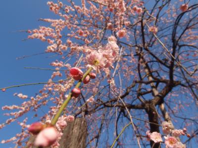 2021年2月　湯島天満宮