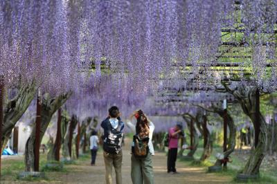 個人的には日本一～和気町の「藤」