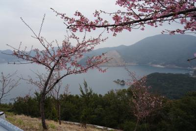 杵築城~四浦の河津桜~日向の馬ヶ背