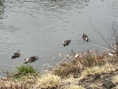 境川ウオーキング江ノ島まで③