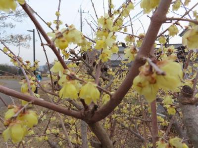 爺二人、三密を避けてウォーキング 小宮公園編 2021/02/12