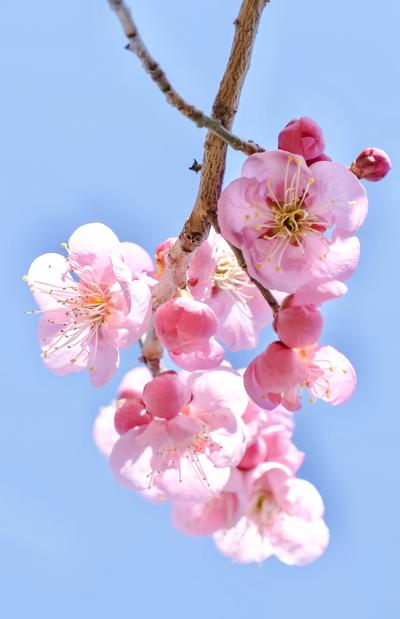  春はすぐそこに！ 咲き始めの梅を見に万博公園へ♪