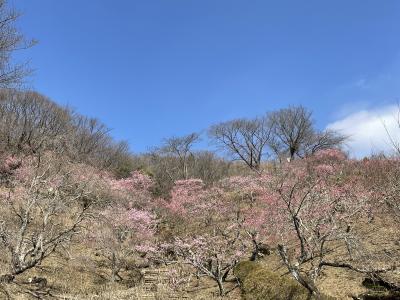 春よ来い♪　早く来い♪　「筑波山梅まつり」