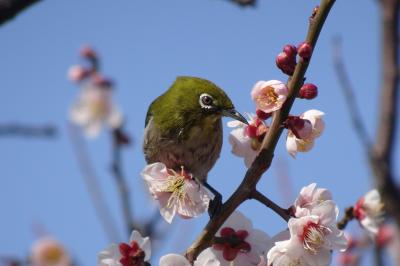 梅めぐり　東京：大谷田公園梅園(11種）　２０２１