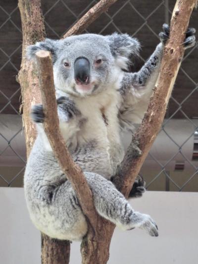 埼玉こども動物自然公園【ビーくん哀悼】～レッサーパンダとコアラとクオッカを重点に双子バトルや湯カピバラなどシャッターチャンスたっぷり