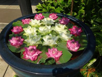 バンコクのシャングリラホテルを有意義に楽しむ！　その２