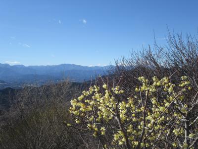 早春ハイキング　宝登山のロウバイ　Hiking in early spring to Hodosan