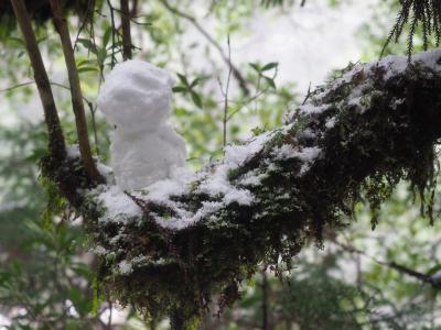 雪の屋久島で木霊に出会えたよー。