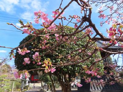 爺二人、三密を避けて、八王子市の大義寺・極楽寺などをポタリング 八王子 2021/02/18