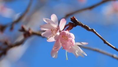 久し振りに見た冬桜