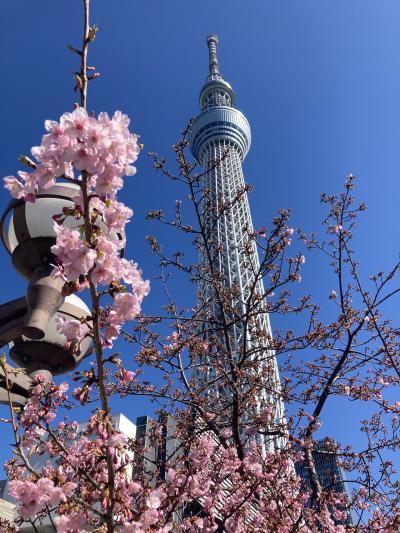 春が近づく浅草散策、スカイツリーを訪ねて