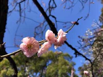 2021年2月 鎌倉の花めぐり