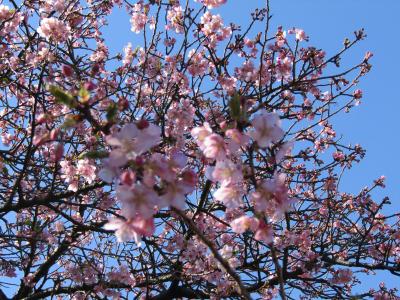 横浜でも河津桜が満開に－20201年