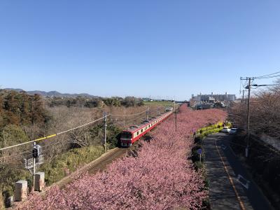 三浦海岸のさくら（まつり）