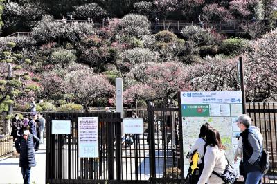 ２０２１年　池上梅園が見頃です