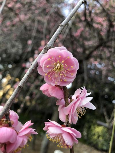 梅の道明寺天満宮