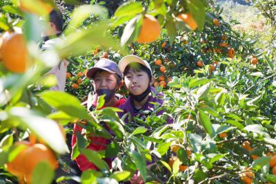 みかん狩り~観音崎へ