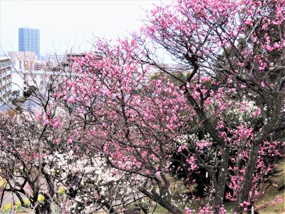 ２０２１年２月、神戸の春の花を観にでかけます！