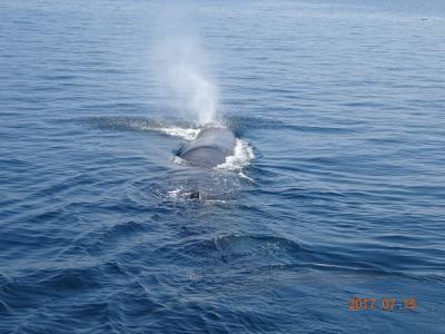 夏の北海道をマイカーでドライブ旅　その２　根室・羅臼・知床編