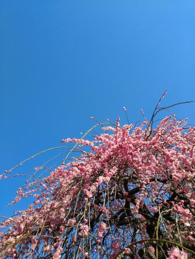 2021年2月・春はもうすぐ！大倉山公園の梅＆元住吉・江川せせらぎ遊歩道の河津桜