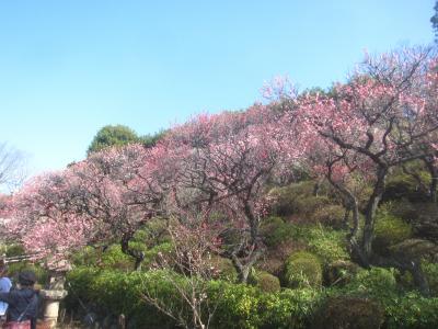 春近し 今日も陽気が良いので､池上梅園・池上本門寺へ行ってみました