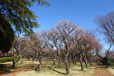 梅めぐり　保土ヶ谷公園梅園(20種）　２０２１