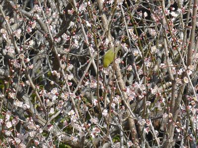 国東半島の中心にある「梅園の里」は名前の通り沢山の梅の花が咲き誇りとても綺麗な場所でした。☆(^0^)☆