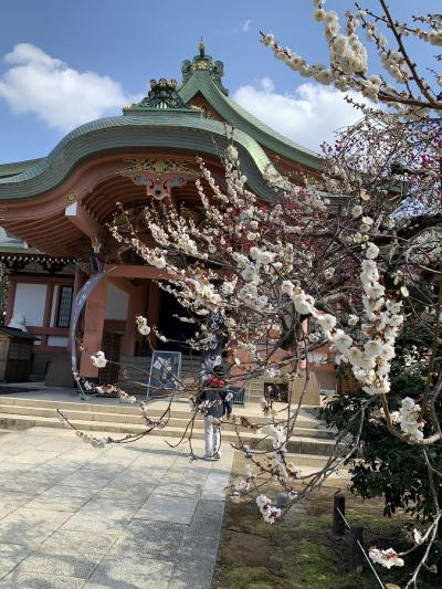 早春の京都　西本願寺、智積院、北野天満宮、清水一房園、無碍山房など