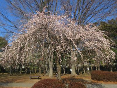 大宮第二公園で梅を鑑賞、その後、盆栽村へ