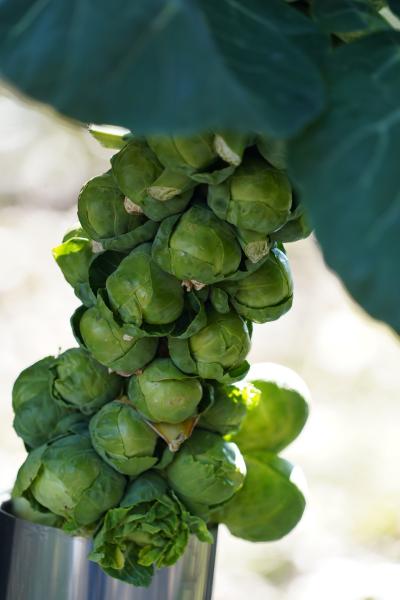 20210222-3 京都 京都府立植物園、早春の草花展と#ハナノコキョウ