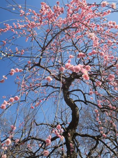 北野天満宮の梅満開