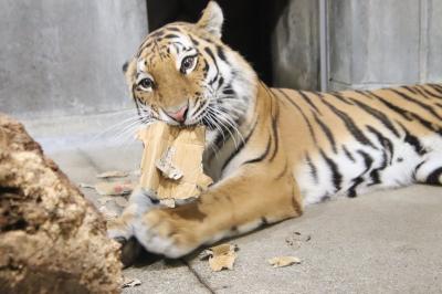 長距離ドライブで北陸信州レッサーパンダ遠征（８）いしかわ動物園（後編）大型ネコ科猛獣のネコたちの谷やふれあいひろば以降も２周した甲斐あり